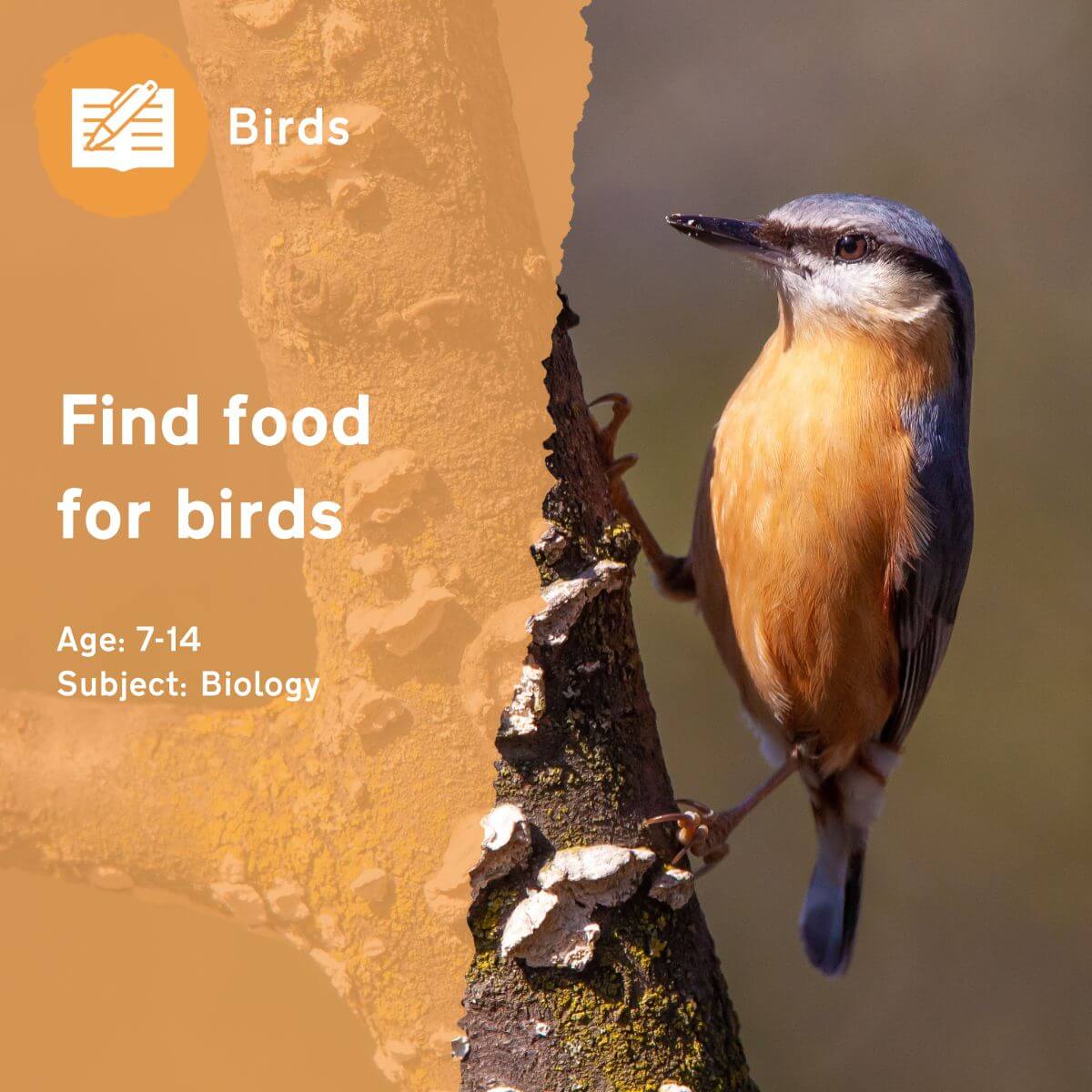 Find Food for Birds Outdoor Lesson Idea by Learning through Landscapes