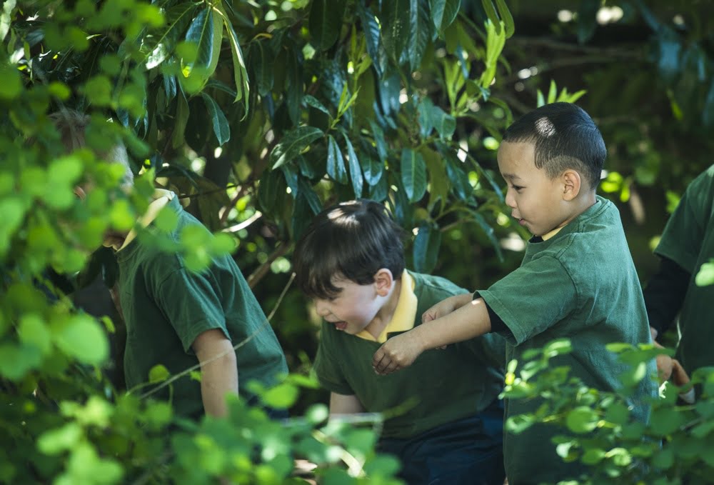Children exploring the undergrowth on Outdoor Classroom Day.