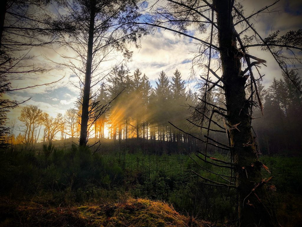 Aberfoyle forest