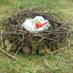 outdoor lesson idea build-a-nest