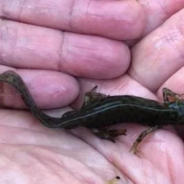 A Nana in lockdown – tales from the garden pond