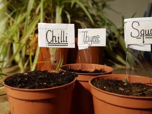 Outdoor Lessons Paper Plant Pot Learning Through Landscapes