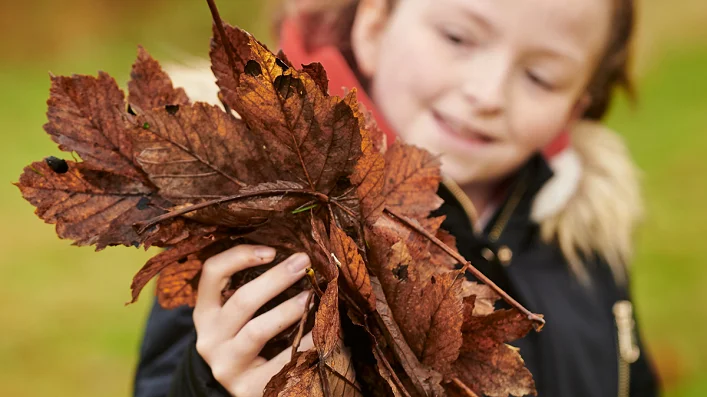 Schoolchild holds a handful of autumn leaves