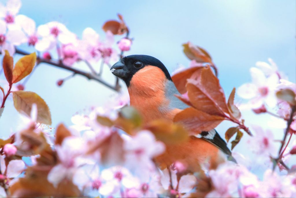 A bullfinch sitting on the branch of a pink blossom tree.