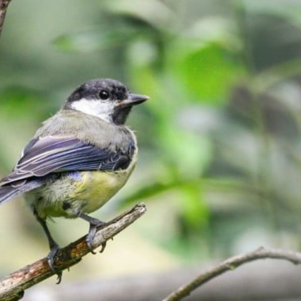Biodiversity in School Grounds: Birds: Primary