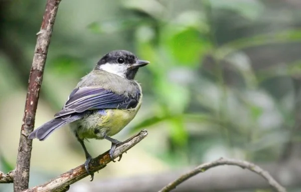 Biodiversity and interdependence in primary school grounds: Birds