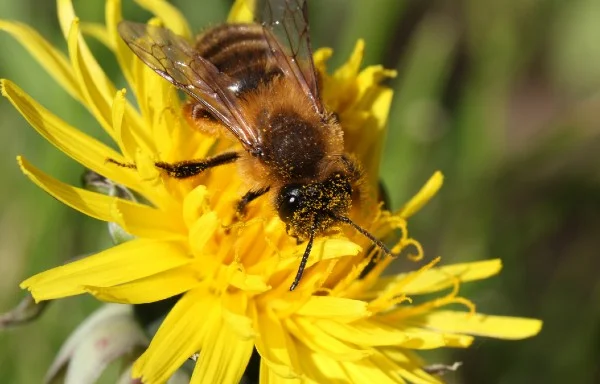 Biodiversity and interdependence in primary school grounds: Insects