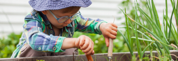 A young boy gardening at school in planters purchased using a Local School Nature Grant.