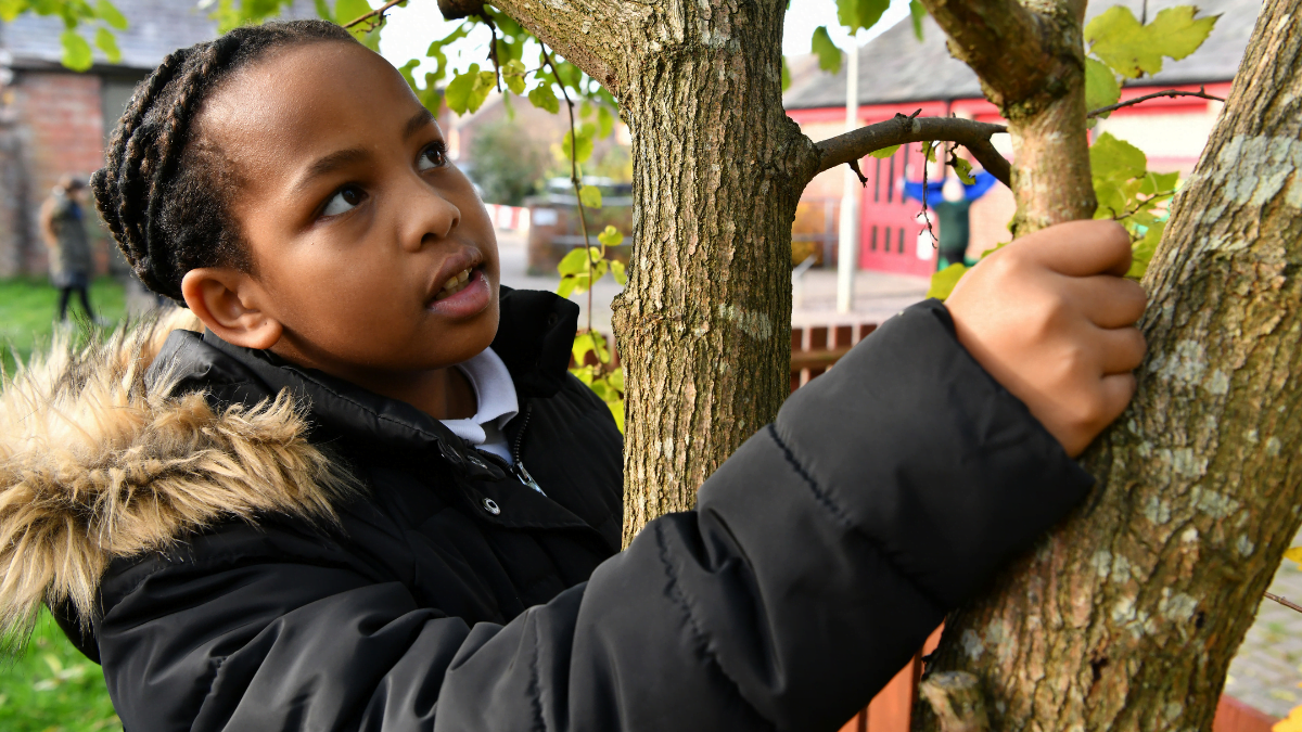 A child examining the bark of a tree in the school grounds.