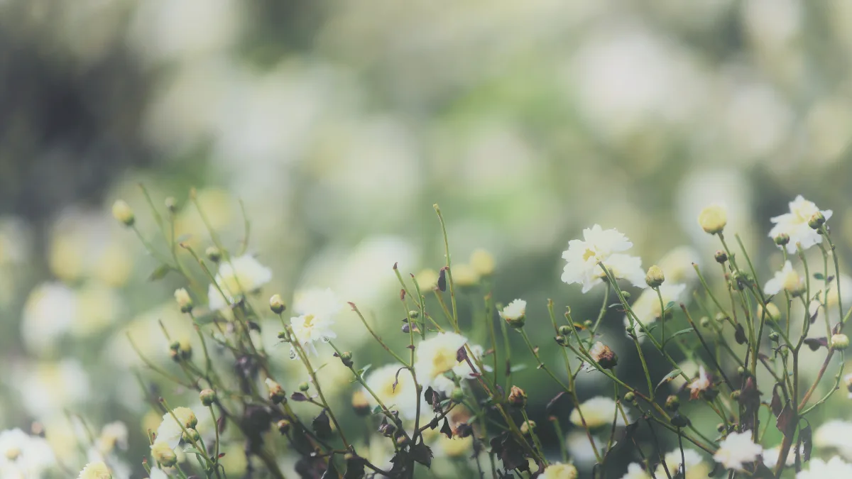 The legacy of Lord Remnant