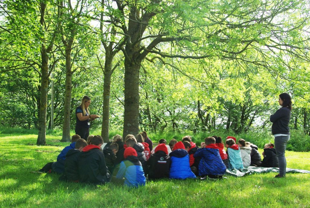 Trees in grounds