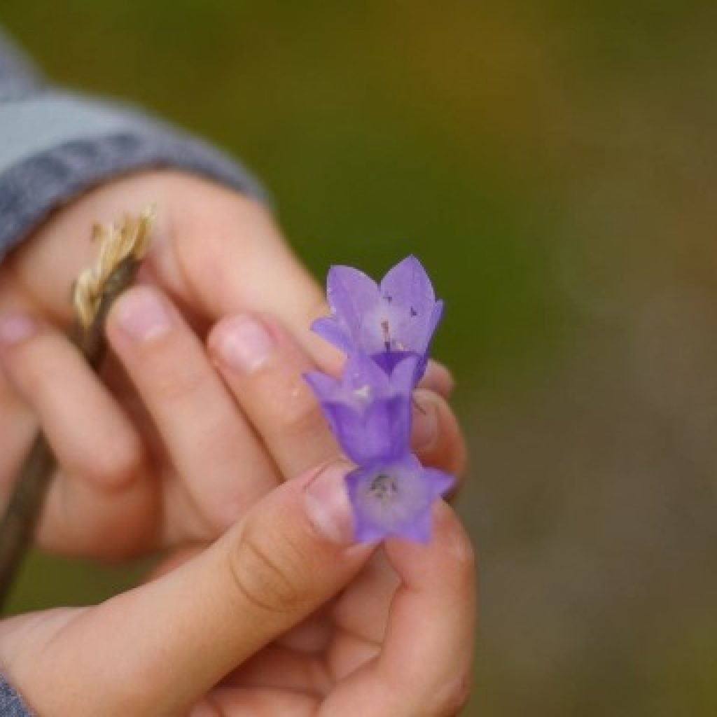 A young child examining flowers in an outdoor classroom.