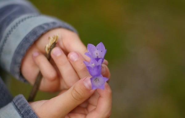A young child examining flowers in an outdoor classroom.