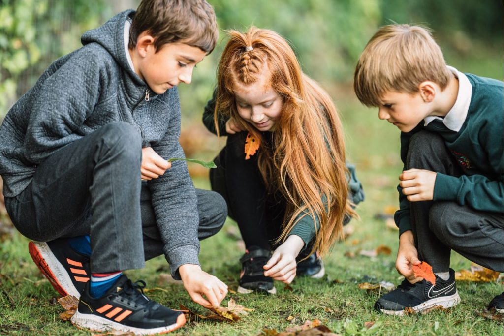Children examining autumn leaves in their school grounds.