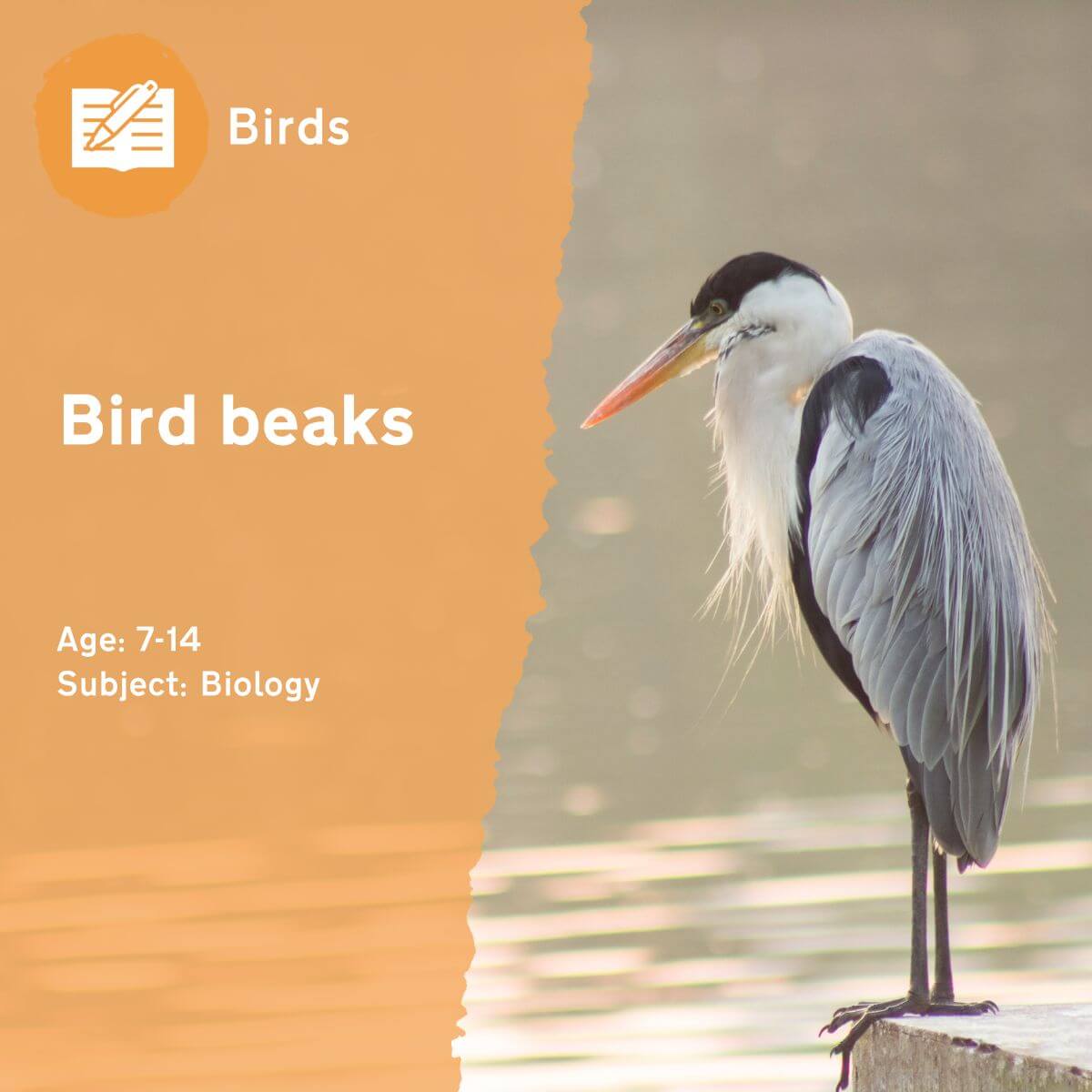 The 'Bird Beaks' outdoor lesson idea demonstrates to pupils the difference between generalist and specialist species by asking them to become birds! How does their 