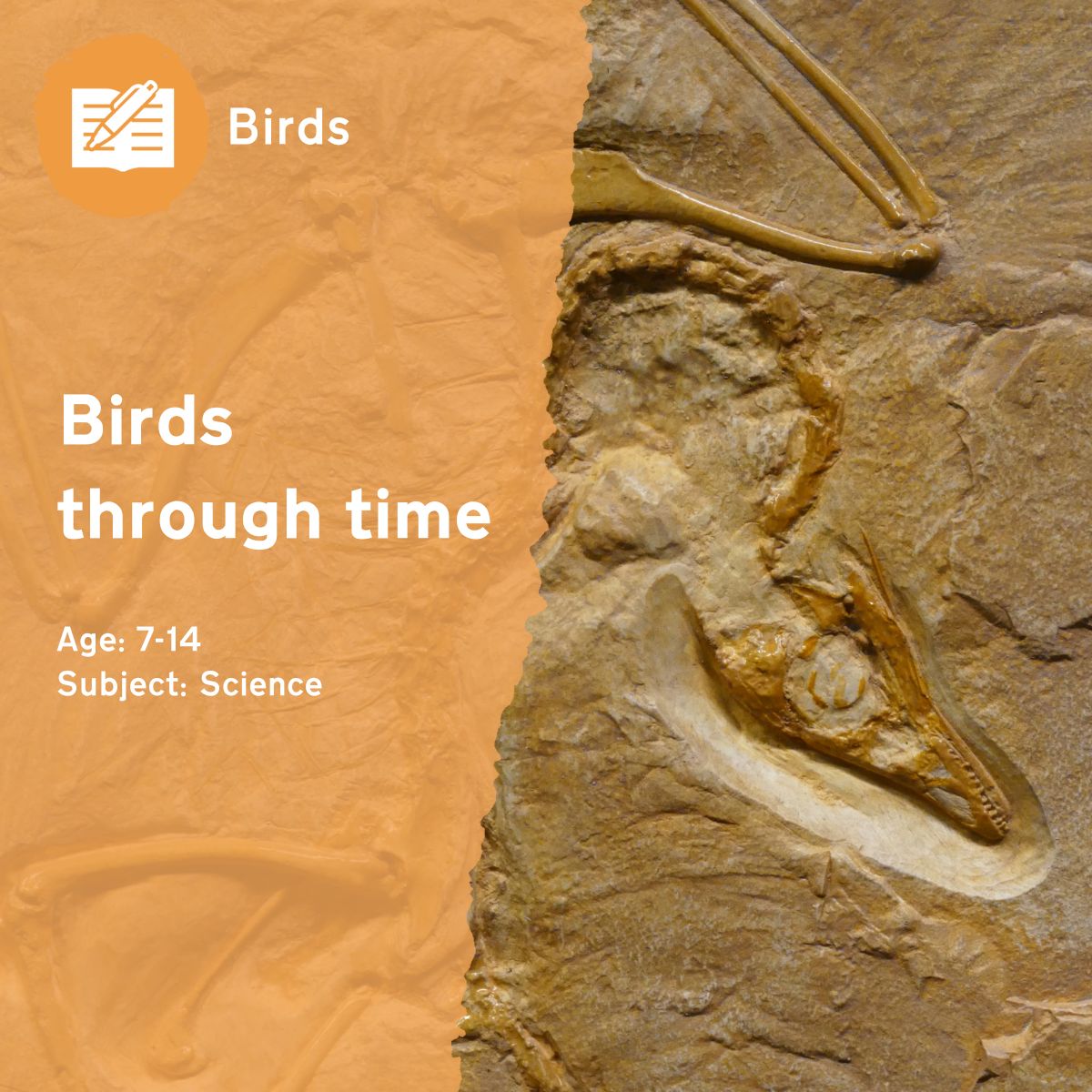 Find out more about how dinosaurs evolved into birds over millions of years.This outdoor lesson idea is in PDF format. When you click the 'download' button, the PDF file will be immediately downloaded to your designated folder — usually the 'Downloads' folder.