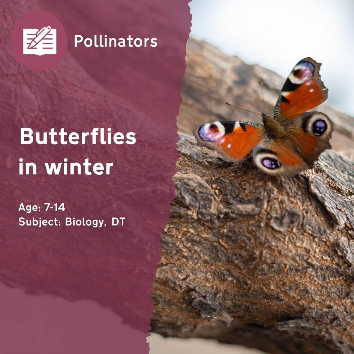 The 'Butterflies in Winter' outdoor lesson idea highlights why overwintering habitats are important for butterflies. Pupils will create their very own wooden butterfly house to provide shelter for butterflies in their school grounds over winter.This outdoor lesson idea is in PDF format. When you click the 'download' button, the PDF file will be immediately downloaded to your designated folder — usually the 'Downloads' folder.