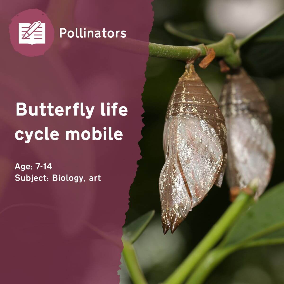 The 'Butterfly Life Cycle Mobile' outdoor lesson idea introduces pupils to the four distinct stages of a pollinator's life cycle through the creation of colourful mobiles which can be displayed in the classroom.This outdoor lesson idea is in PDF format. When you click the 'download' button, the PDF file will be immediately downloaded to your designated folder — usually the 'Downloads' folder.