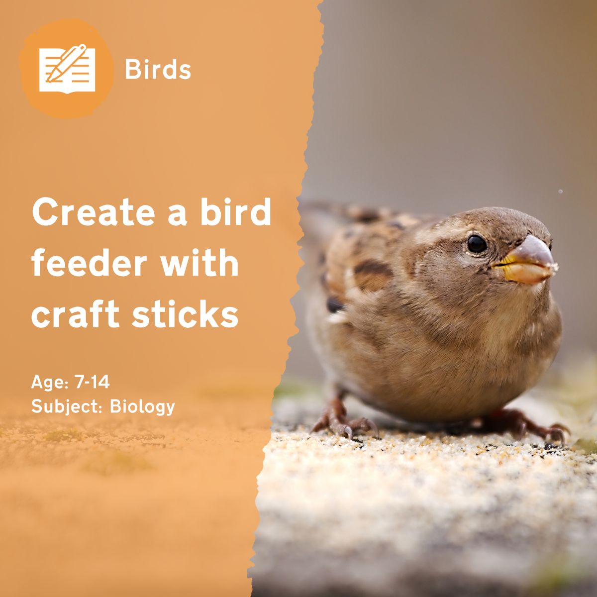 By encouraging children to support birds in the school grounds, the 'Create a Craft Stick Bird Feeder' outdoor lesson idea acts as a springboard for discussion about how some human behaviours may be harmful to wild birds. This is a useful activity for reflecting on how it makes children feel to help wildlife.This outdoor lesson idea is in PDF format. When you click the 'download' button, the PDF file will be immediately downloaded to your designated folder — usually the 'Downloads' folder.