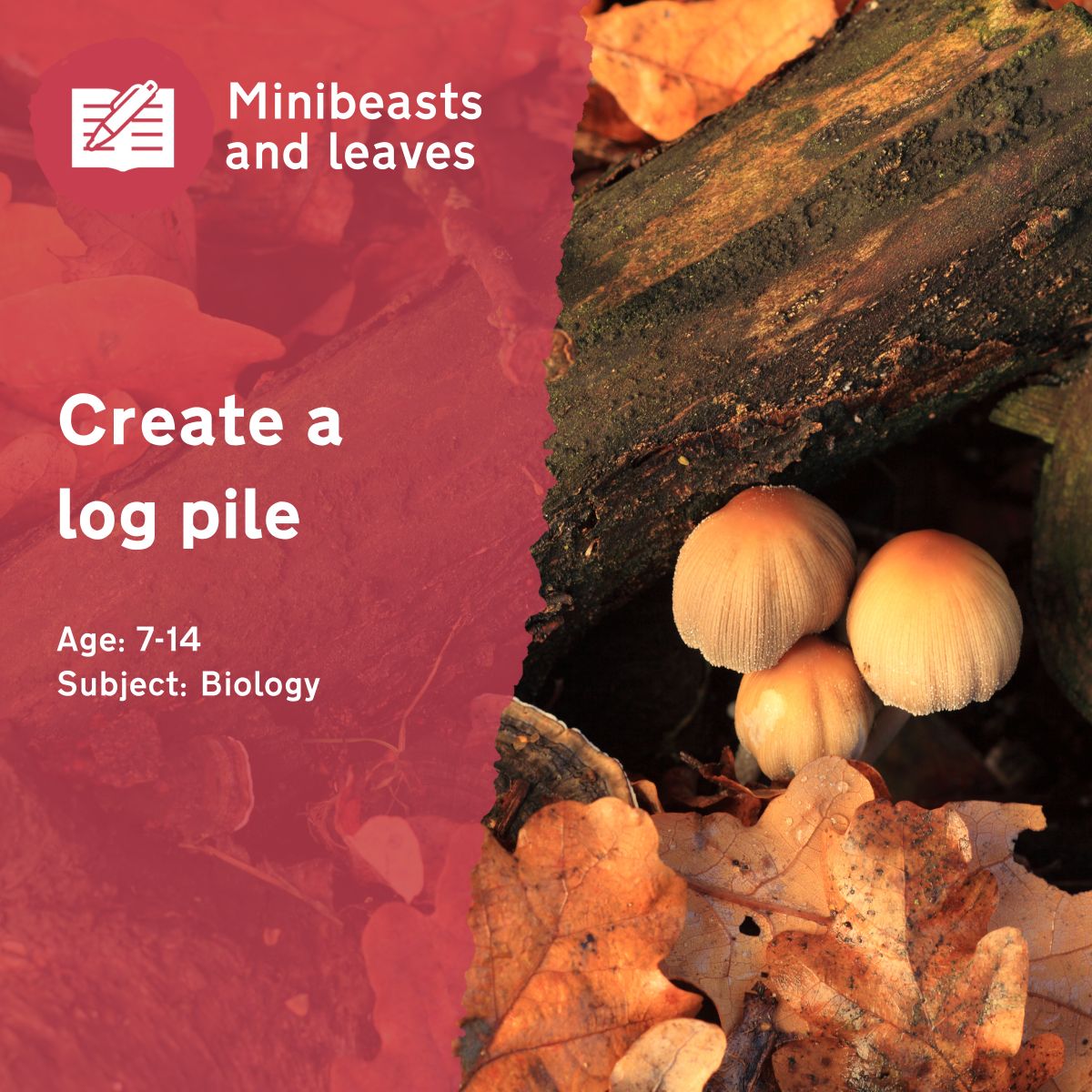 Using our 'Create a Log Pile' outdoor lesson idea, ask children to create a home for minibeasts in your school grounds and watch an entire ecosystem come to life!This outdoor lesson idea is in PDF format. When you click the 'download' button, the PDF file will be immediately downloaded to your designated folder — usually the 'Downloads' folder.