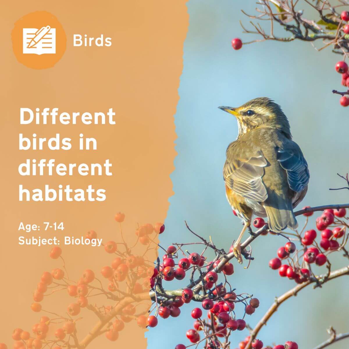 Our 'Different Birds in Different Habitats' outdoor lesson idea teaches children about evolution via natural selection. Ask your pupils to work in groups to draw different species of birds and label their adaptations!This outdoor lesson idea is in PDF format. When you click the 'download' button, the PDF file will be immediately downloaded to your designated folder — usually the 'Downloads' folder.