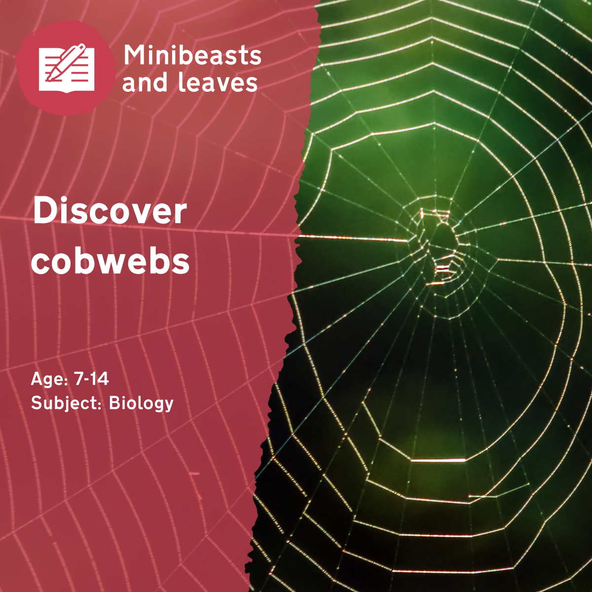 Hunt for cobwebs in your school grounds with our 'Discover Cobwebs' outdoor lesson idea! This outdoor lesson idea is in PDF format. When you click the 'download' button, the PDF file will be immediately downloaded to your designated folder — usually the 'Downloads' folder.