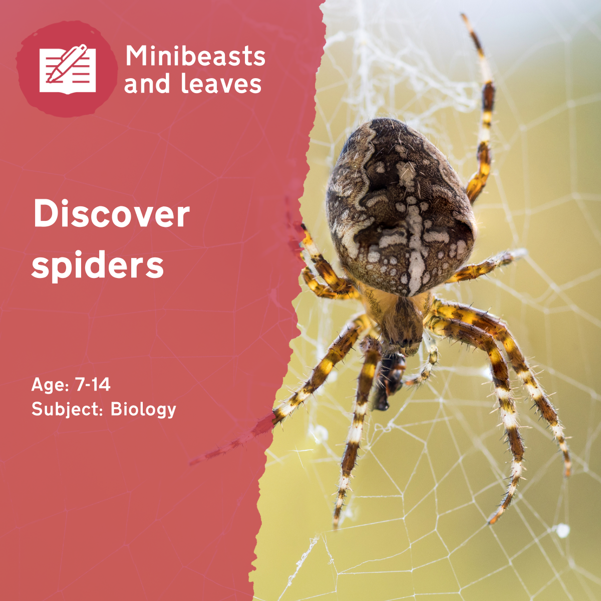 Our 'Discover Spiders' outdoor lesson idea involves collecting spiders and looking at them closely - examining their body parts and understand the similarities and differences between spiders.This outdoor lesson idea is in PDF format. When you click the 'download' button, the PDF file will be immediately downloaded to your designated folder — usually the 'Downloads' folder.