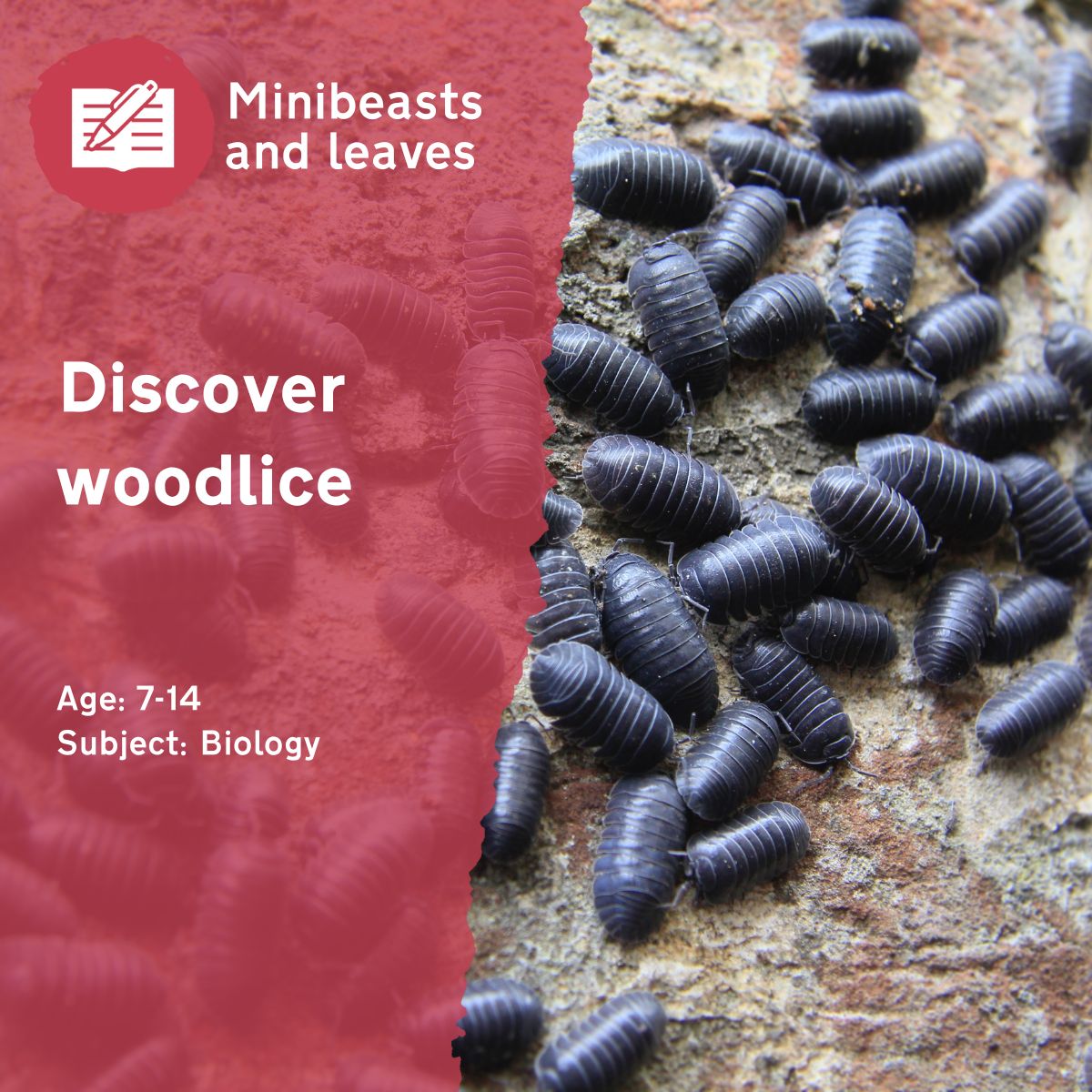 Our 'Discover Woodlice' outdoor lesson idea involves collecting woodlice and looking at them closely - examining their body parts and behaviour and understanding the similarities and differences between them.This outdoor lesson idea is in PDF format. When you click the 'download' button, the PDF file will be immediately downloaded to your designated folder — usually the 'Downloads' folder.