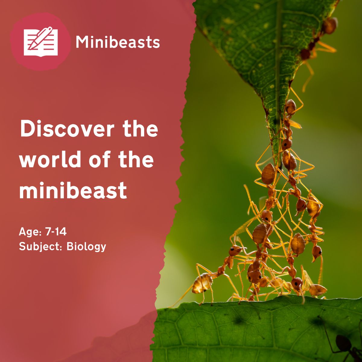 'Discover the World of the Minibeast' asks children to work in pairs to catch minibeasts in the school grounds. This outdoor lesson idea will start children thinking about how to classify different minibeast species, and encourages them to reflect on why it is important to return animals to where they were found.This outdoor lesson idea is in PDF format. When you click the 'download' button, the PDF file will be immediately downloaded to your designated folder — usually the 'Downloads' folder.
