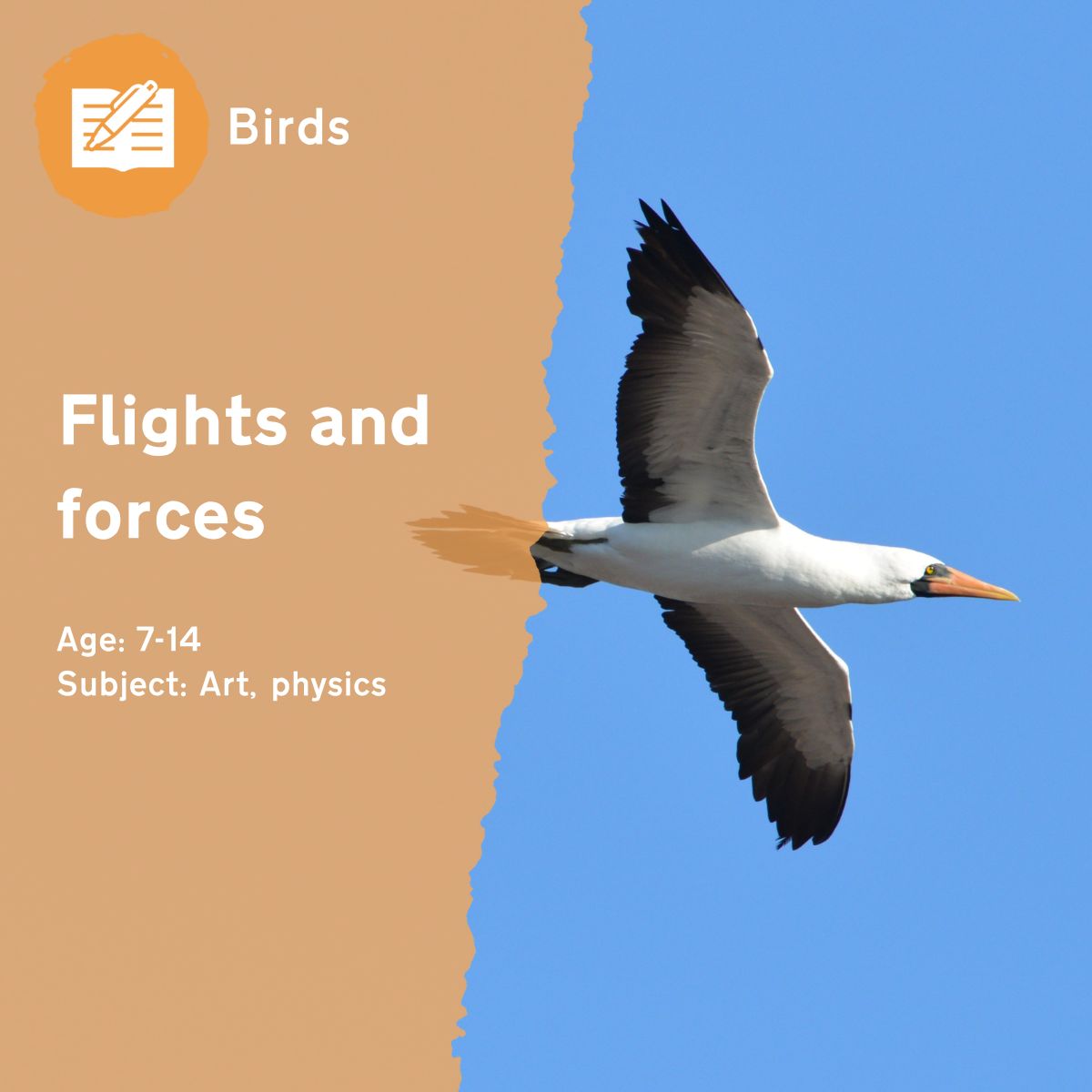 The 'Flights and Forces' outdoor lesson idea gives children the opportunity to understand the different forces affecting bird flight by creating a flying bird model.This outdoor lesson idea is in PDF format. When you click the 'download' button, the PDF file will be immediately downloaded to your designated folder — usually the 'Downloads' folder.