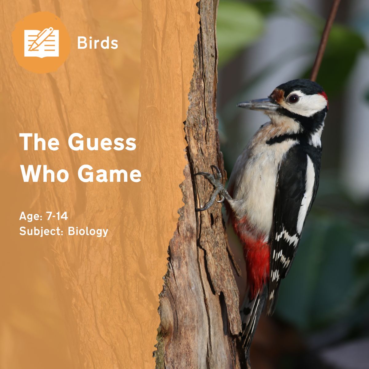 During the ‘Guess Who Game’ outdoor lesson idea, pupils will guess the bird species by asking yes-or-no questions based on different characteristics. This fun game will reveal which features stand out the most — what does this show?This outdoor lesson idea is in PDF format. When you click the 'download' button, the PDF file will be immediately downloaded to your designated folder — usually the 'Downloads' folder.