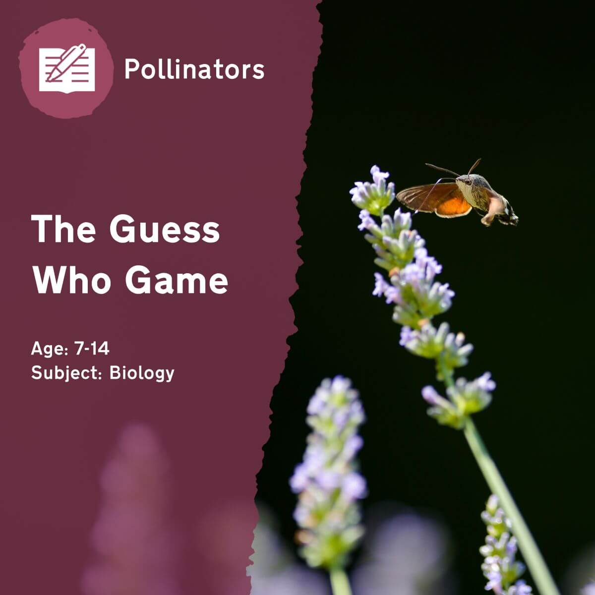 During the 'Guess Who Game' outdoor lesson idea, pupils will guess the pollinator species by asking yes-or-no questions based on different characteristics. This fun game will reveal which features stand out the most — what does this show?This outdoor lesson idea is in PDF format. When you click the 'download' button, the PDF file will be immediately downloaded to your designated folder — usually the 'Downloads' folder.