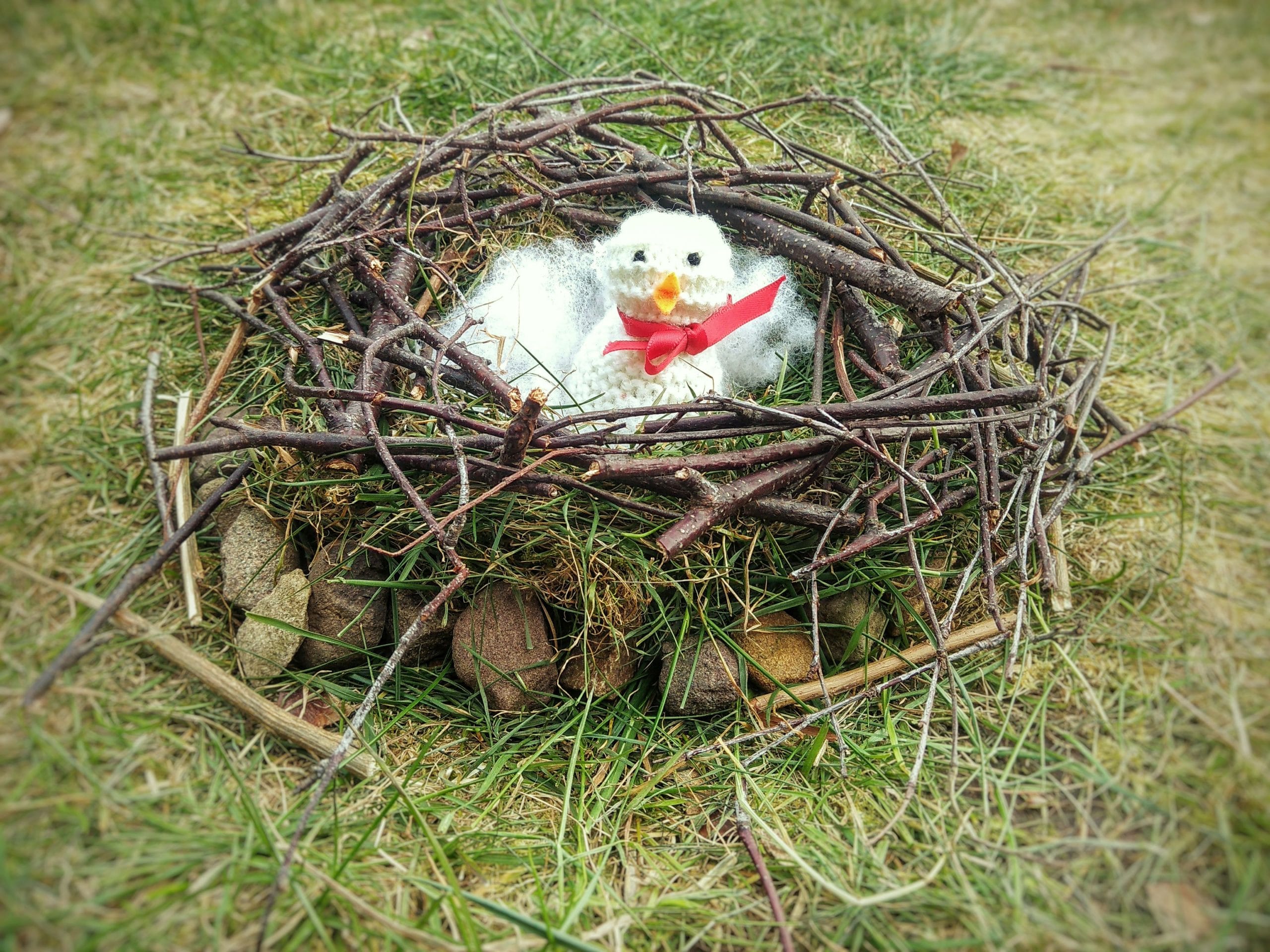 How to build a bird's nest using natural resources 