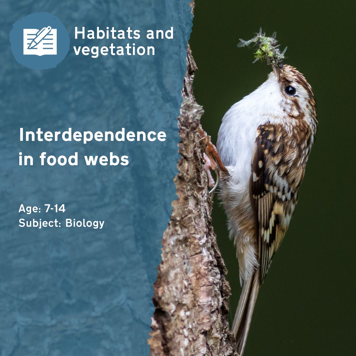 The 'Interdependence in Food Webs' outdoor lesson idea is designed to help children visualise the complex food webs around them — as well as what can happen when food webs are perturbed.This outdoor lesson idea is in PDF format. When you click the 'download' button, the PDF file will be immediately downloaded to your designated folder — usually the 'Downloads' folder.