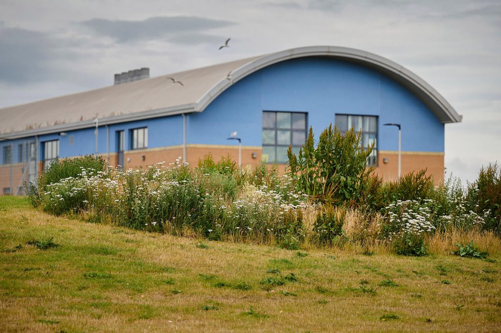 A blue eco-friendly school building with a grassland and wildflower pollinator habitat in the foreground.