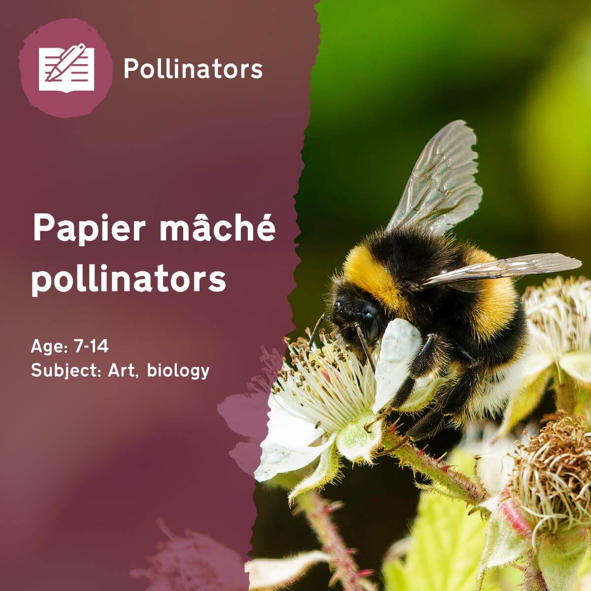 Create giant bumblebees with our 'Papier Mâché Pollinators' outdoor lesson idea! Not only will pupils make beautiful decorations for the classroom ceiling, but they will consolidate their knowledge of pollinator anatomy.This outdoor lesson idea is in PDF format. When you click the 'download' button, the PDF file will be immediately downloaded to your designated folder — usually the 'Downloads' folder.