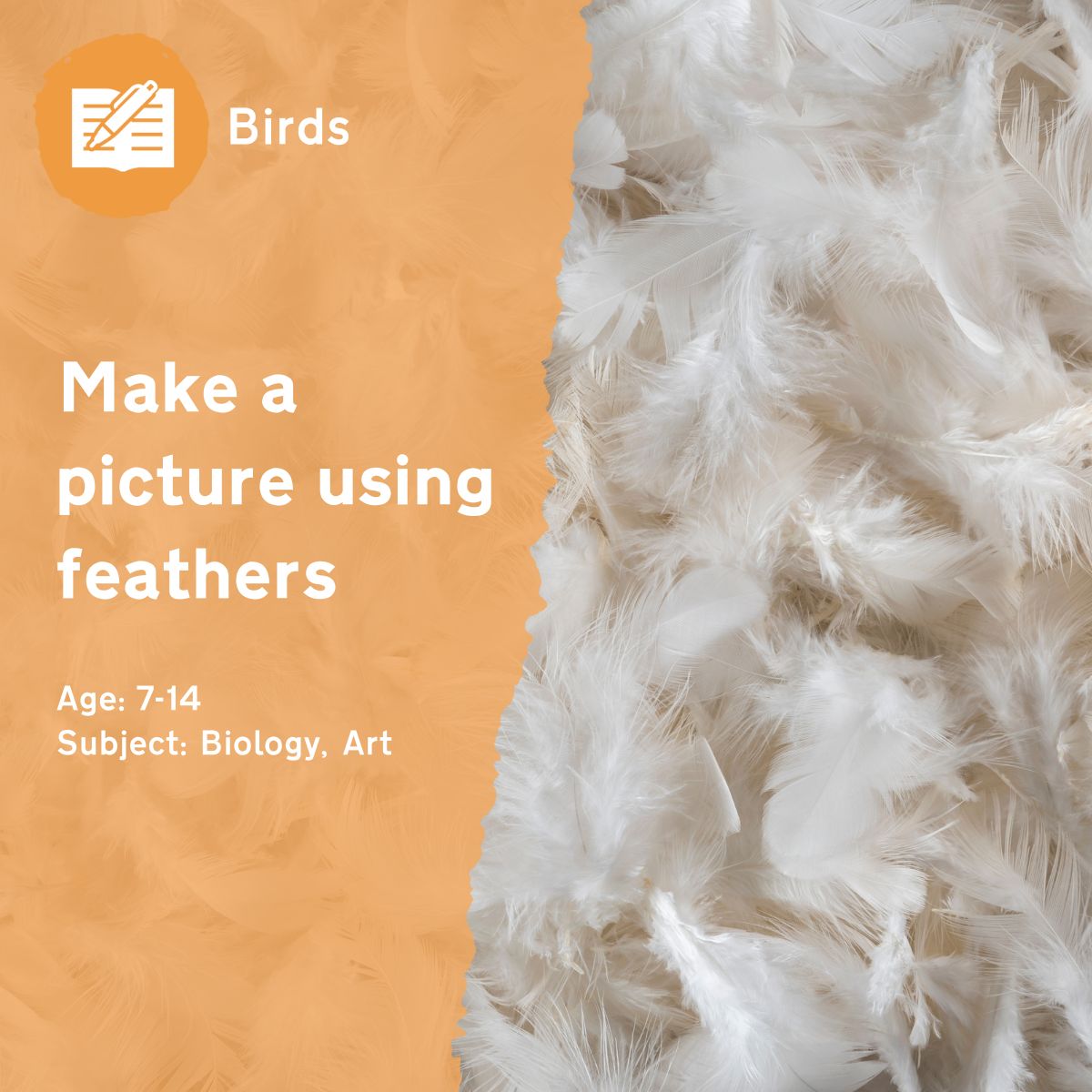 The 'Make a Picture Using Feathers' outdoor lesson combines biology and art as children examine different types of feather and incorporate them into a painting.This outdoor lesson idea is in PDF format. When you click the 'download' button, the PDF file will be immediately downloaded to your designated folder — usually the 'Downloads' folder.
