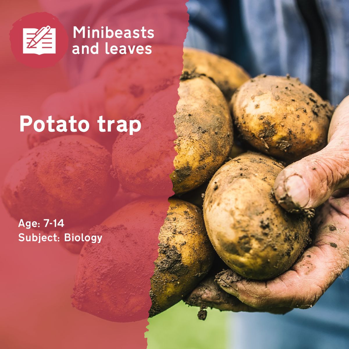 The ‘Potato Trap’ outdoor lesson idea involves children building a harmless trap using a potato so that they can identify, examine and compare the different minibeasts living in their school grounds.This outdoor lesson idea is in PDF format. When you click the 'download' button, the PDF file will be immediately downloaded to your designated folder — usually the 'Downloads' folder.
