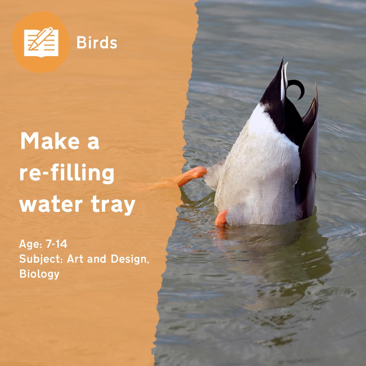 Help pupils make a re-filling water tray for the thirsty birds in your school grounds.This outdoor lesson idea is in PDF format. When you click the 'download' button, the PDF file will be immediately downloaded to your designated folder — usually the 'Downloads' folder.