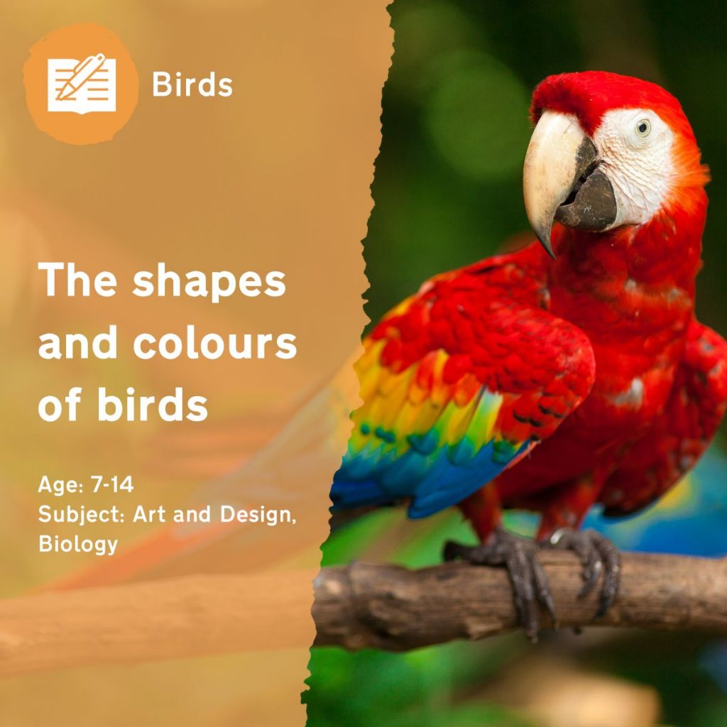 the-shapes-and-colours-of-birds-outdoor-lesson-idea-by-learning