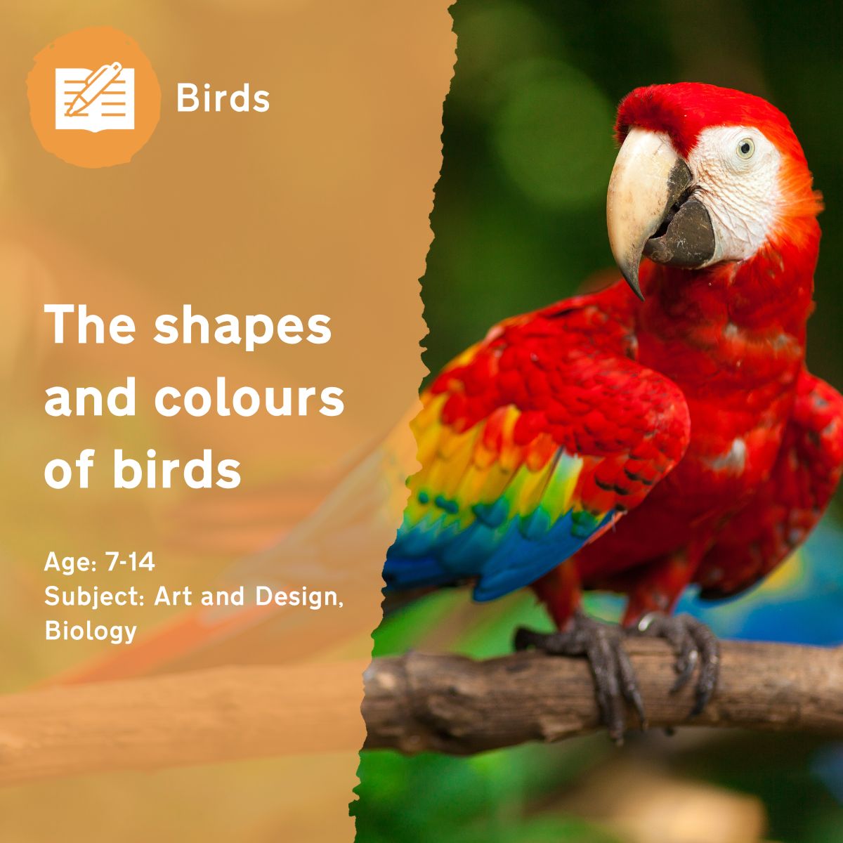 Birds come in a huge variety of shapes, sizes and colours. This outdoor lesson idea encourages children to think about the diversity of birds, and their adaptations, while collecting objects in nature that remind them of birds.This outdoor lesson idea is in PDF format. When you click the 'download' button, the PDF file will be immediately downloaded to your designated folder — usually the 'Downloads' folder.