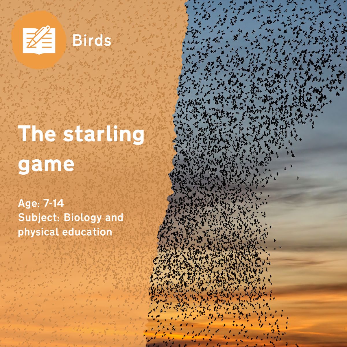 The 'Starling Game' outdoor lesson idea gives pupils the opportunity to explore how birds rely on a variety of external factors to survive, such as food, habitats and other birds.This outdoor lesson idea is in PDF format. When you click the 'download' button, the PDF file will be immediately downloaded to your designated folder — usually the 'Downloads' folder.