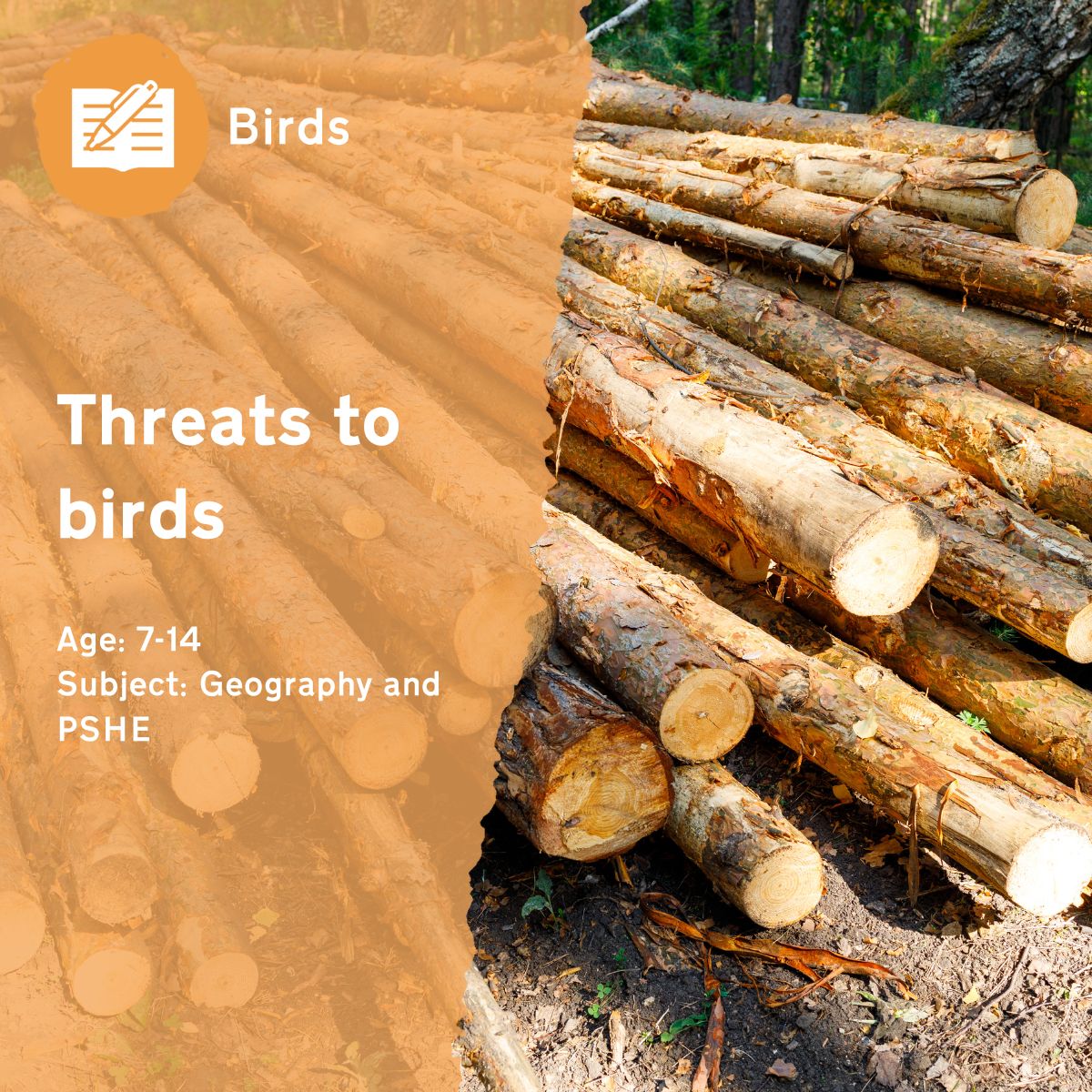 The 'Threats to Birds' lesson idea asks children to research and discuss how different European bird species are being threatened by human activity and climate change.This outdoor lesson idea is in PDF format. When you click the 'download' button, the PDF file will be immediately downloaded to your designated folder — usually the 'Downloads' folder.