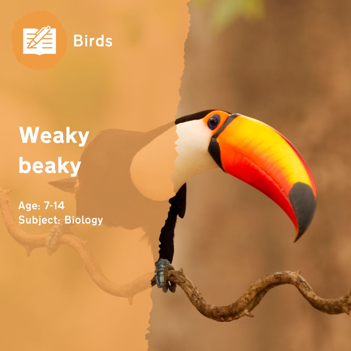 The 'Weaky Beaky' outdoor lesson idea encourages pupils to use a range of materials creatively to make beaks, exploring techniques using colour, pattern, texture, form, and shapes.This outdoor lesson idea is in PDF format. When you click the 'download' button, the PDF file will be immediately downloaded to your designated folder — usually the 'Downloads' folder.