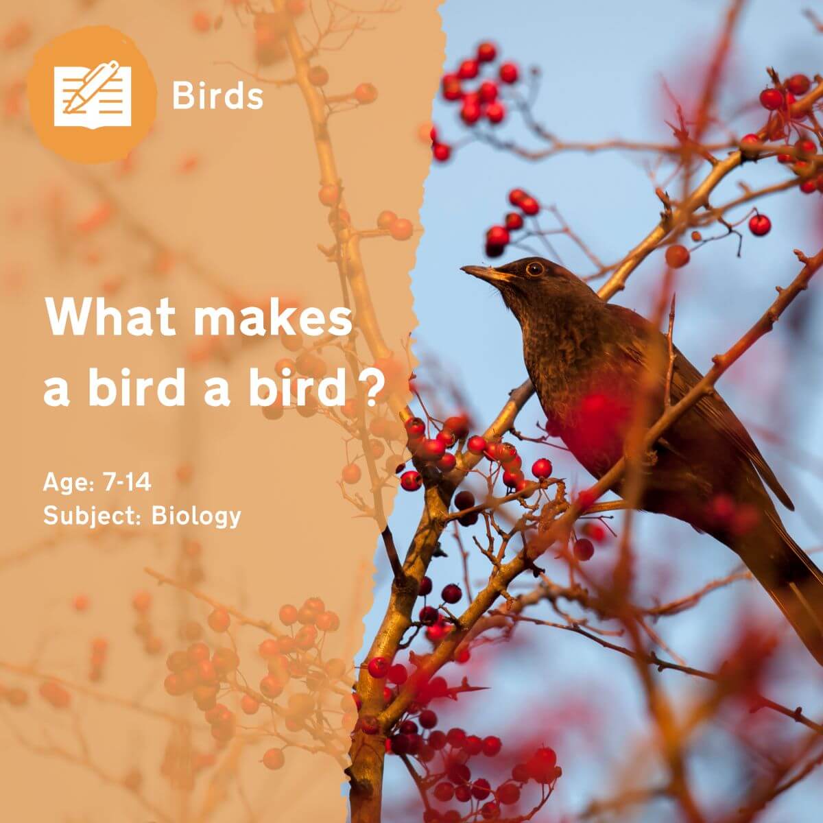 The 'What Makes a Bird a Bird?' outdoor lesson idea asks pupils to think about the distinguishing characteristics of birds, both anatomical and behavioural, and how they compare to those of other animals.This outdoor lesson idea is in PDF format. When you click the 'download' button, the PDF file will be immediately downloaded to your designated folder — usually the 'Downloads' folder.