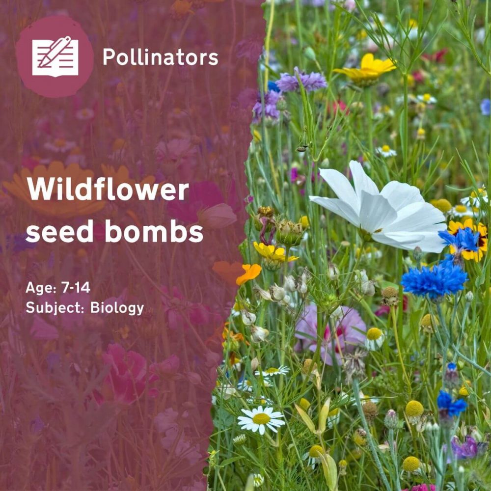 Wildflower Seed Bombs Outdoor Lesson Idea by Learning through Landscapes