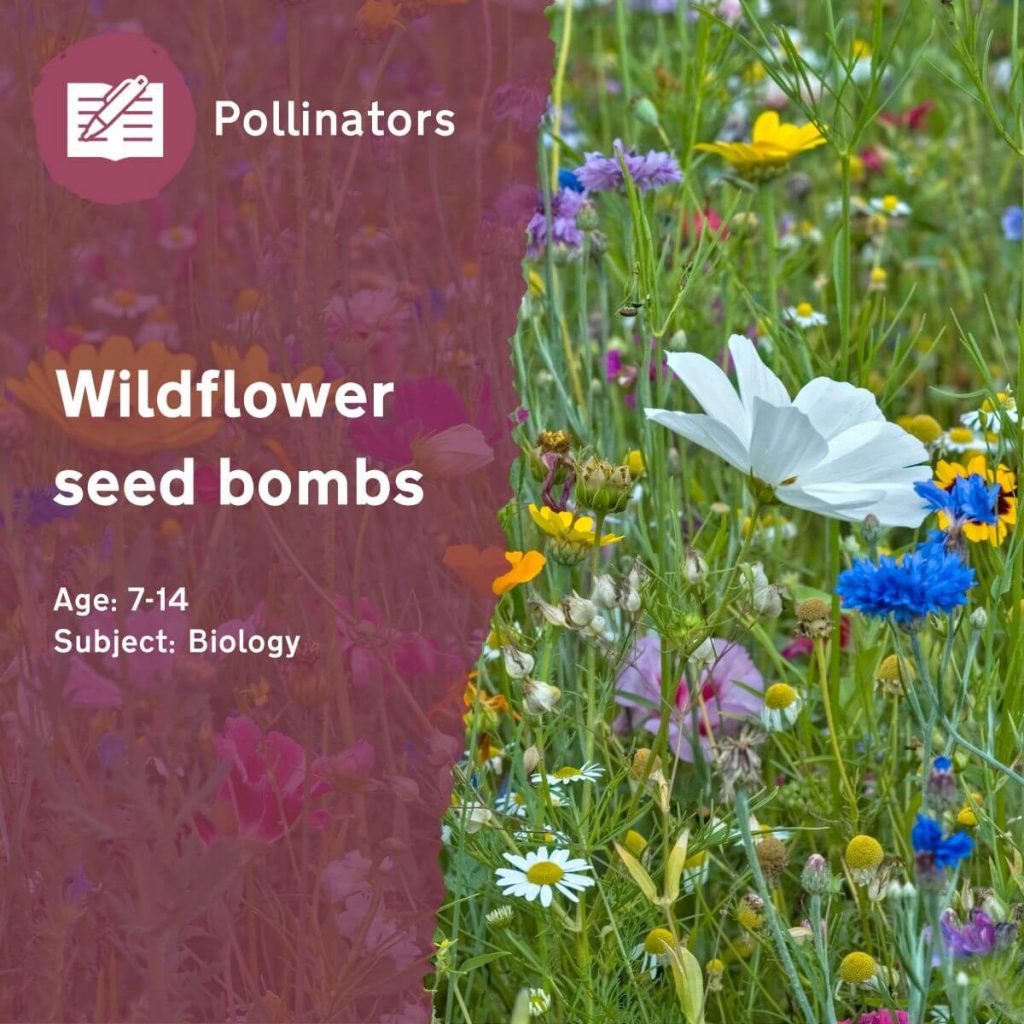 Wildflower Seed Bombs Outdoor Lesson Idea by Learning through Landscapes