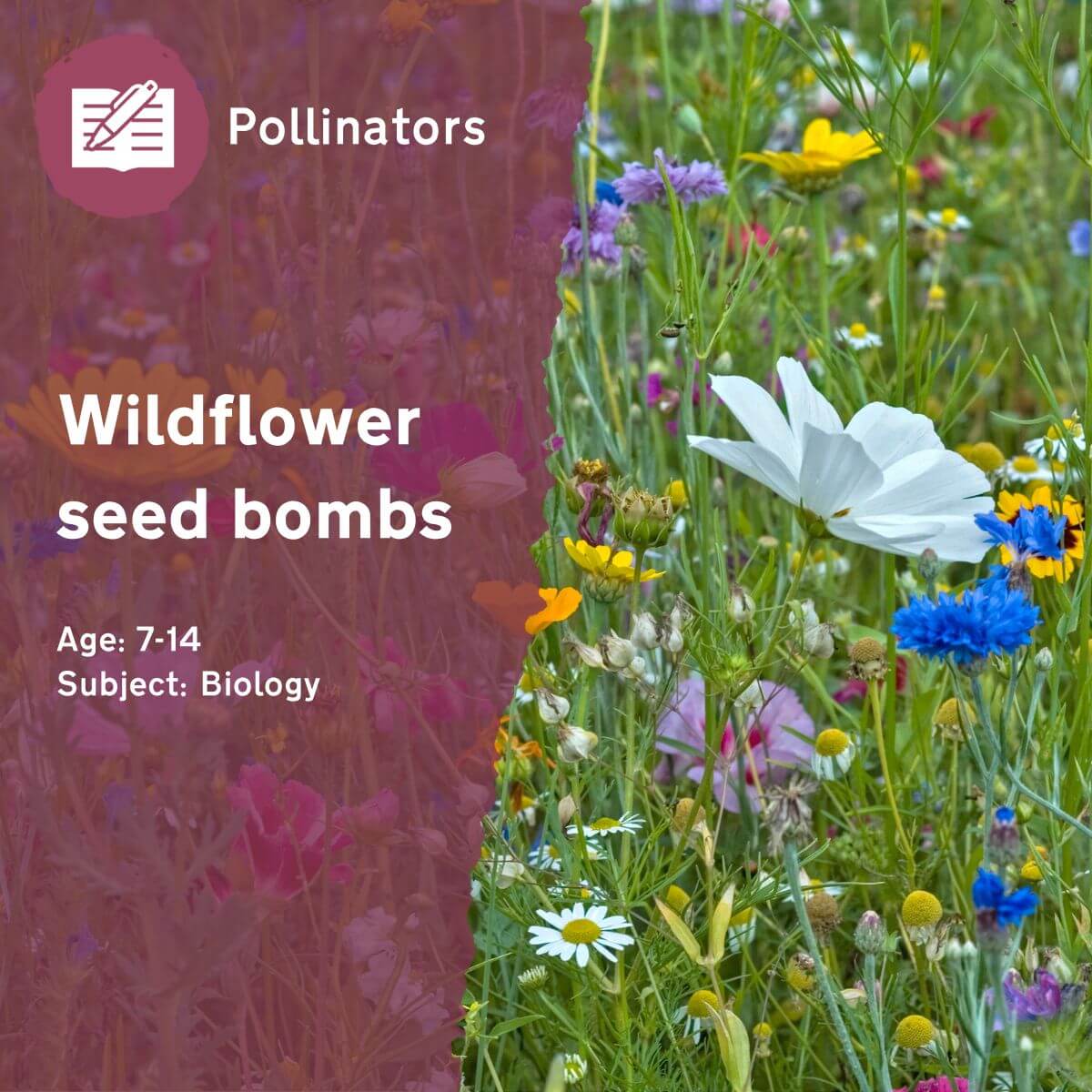 Focussed on biodiversity, the 'Wildflower Seed Bombs' outdoor lesson idea encourages pupils to think about our interconnected ecosystems whilst creating a beautiful habitat for wildlife in your school grounds.This outdoor lesson idea is in PDF format. When you click the 'download' button, the PDF file will be immediately downloaded to your designated folder — usually the 'Downloads' folder.