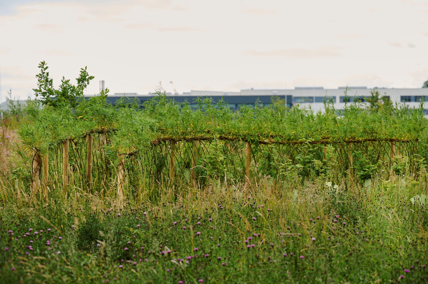 A bog garden packed with green vegetation in climate ready school grounds.