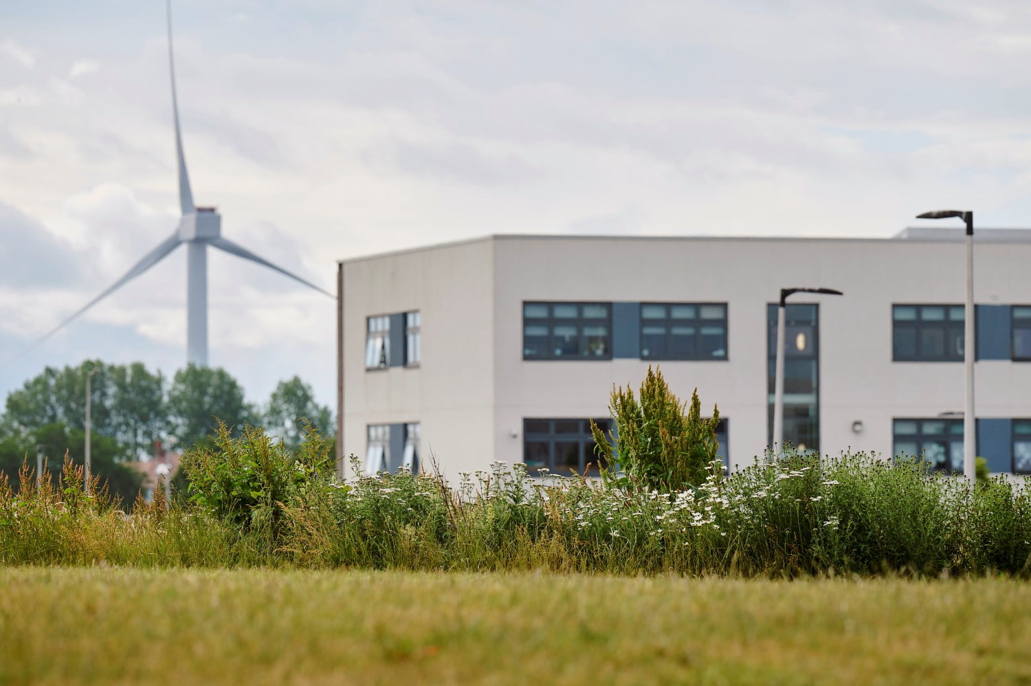 An area of meadow in some climate ready school grounds with a wind turbine in the background and a school building with light coloured surfaces to reflect heat.